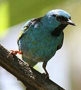 Dacnis bleu