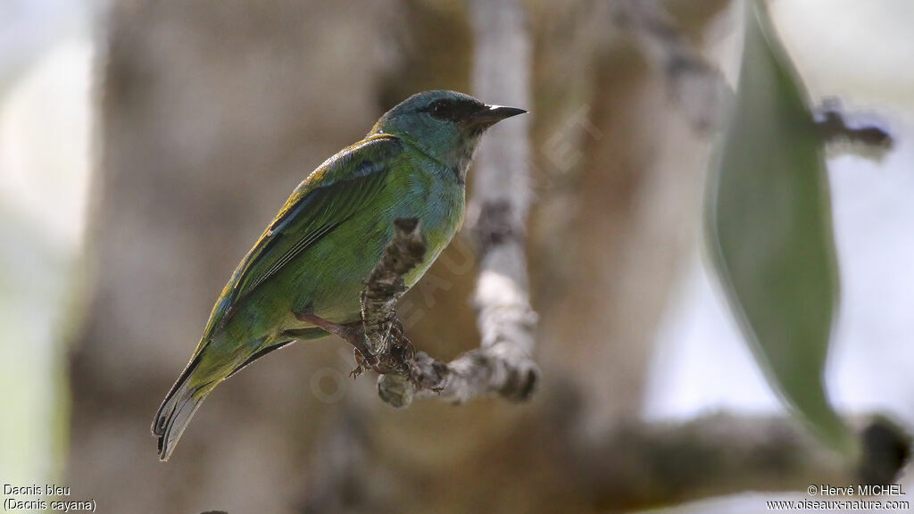 Dacnis bleu femelle immature, identification