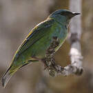 Dacnis bleu