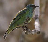 Blue Dacnis