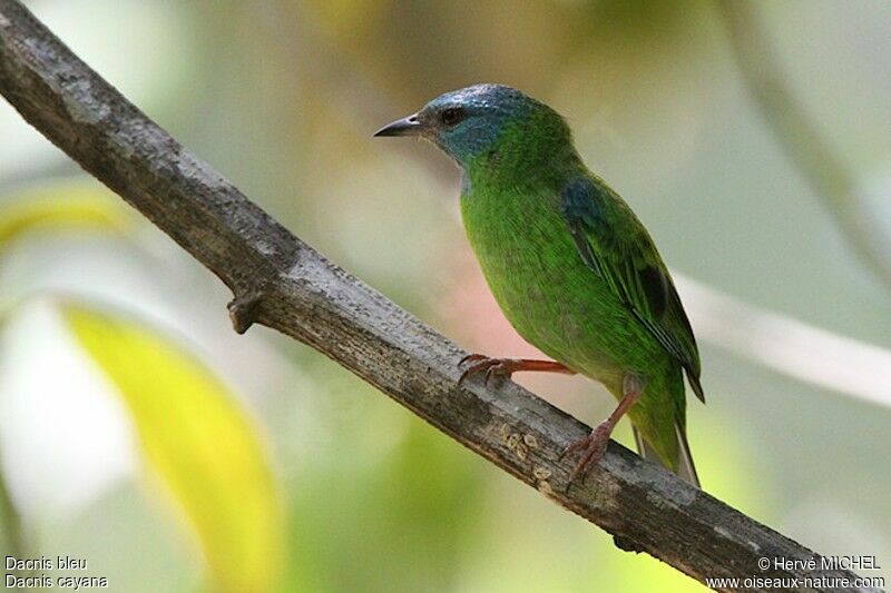 Dacnis bleu femelle adulte, identification