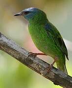 Blue Dacnis