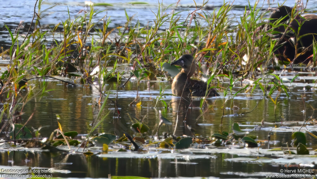 Dendrocygne à dos blanc
