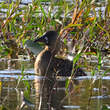 Dendrocygne à dos blanc