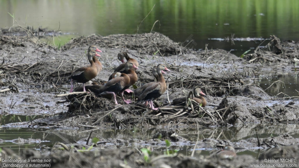 Black-bellied Whistling Duck