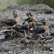 Black-bellied Whistling Duck