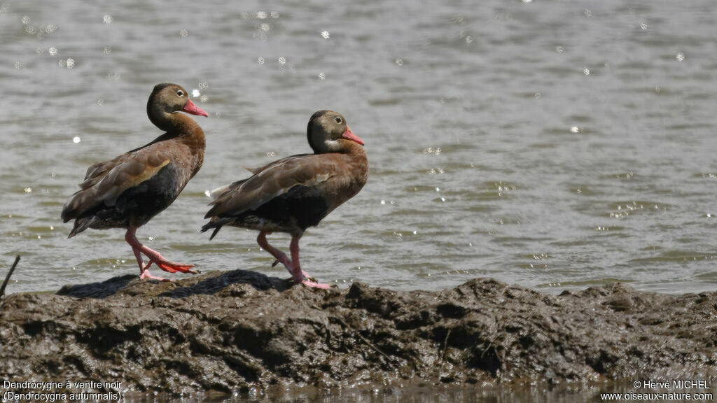 Dendrocygne à ventre noir