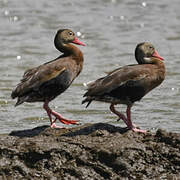 Black-bellied Whistling Duck