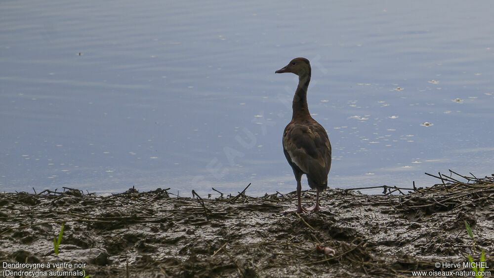 Dendrocygne à ventre noir