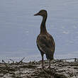 Dendrocygne à ventre noir