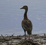 Black-bellied Whistling Duck