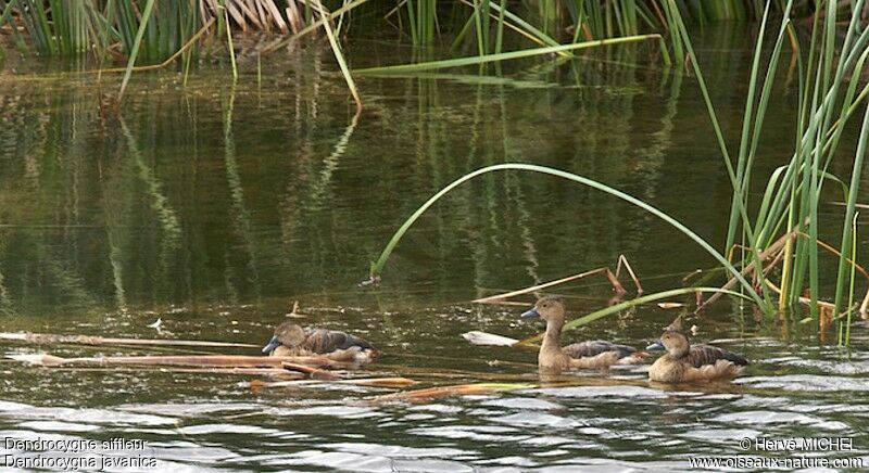 Dendrocygne siffleurimmature, identification