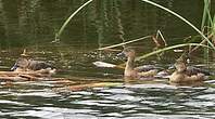 Dendrocygne siffleur