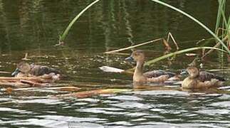 Lesser Whistling Duck