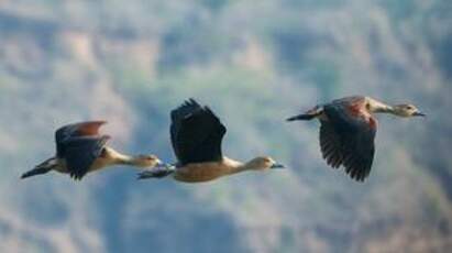 Dendrocygne siffleur