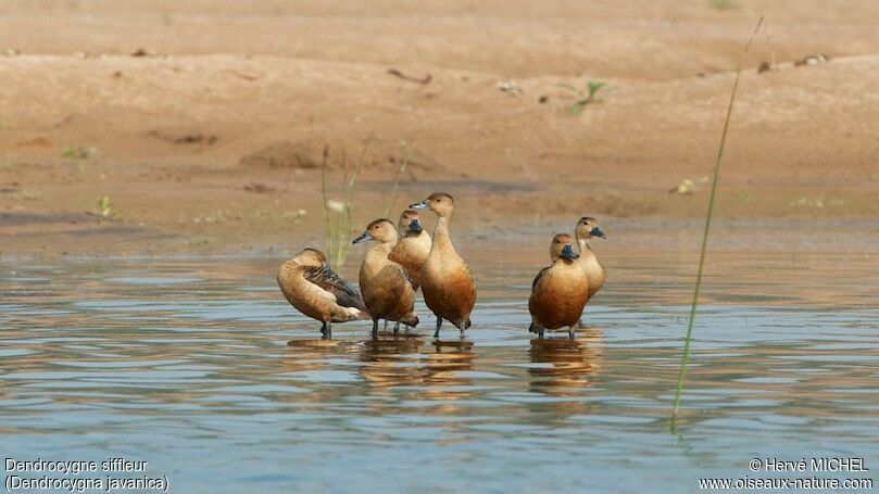 Dendrocygne siffleur