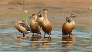 Lesser Whistling Duck