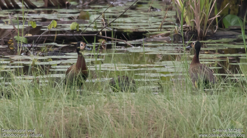 White-faced Whistling Duck