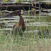 White-faced Whistling Duck