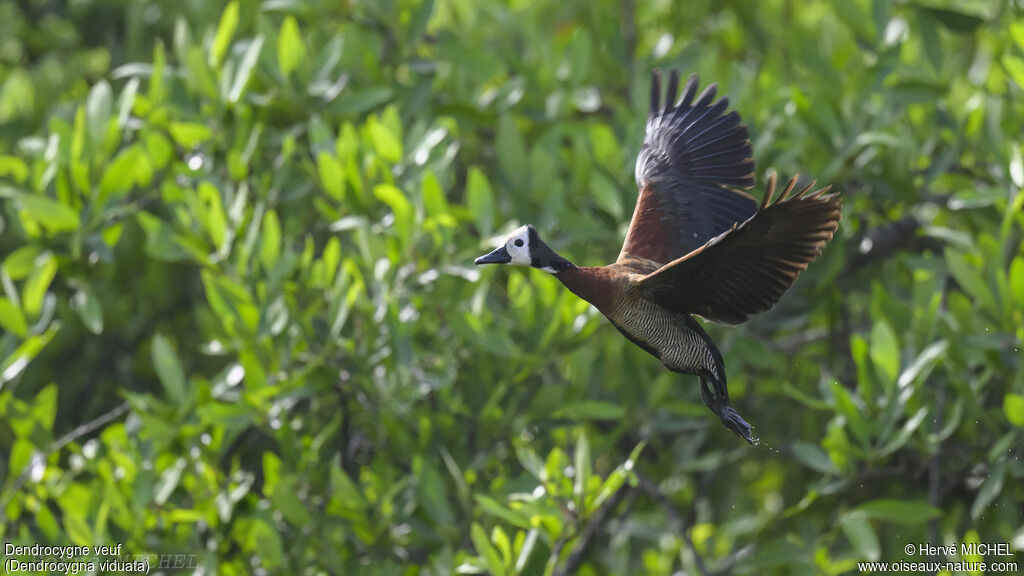 White-faced Whistling Duckadult