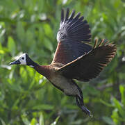 White-faced Whistling Duck