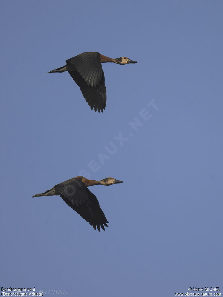 Dendrocygne veuf