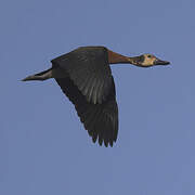 White-faced Whistling Duck