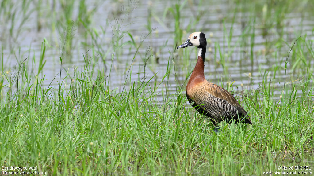 Dendrocygne veuf