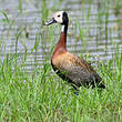 Dendrocygne veuf