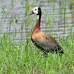 Dendrocygne veuf