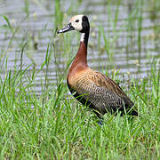 Dendrocygne veuf