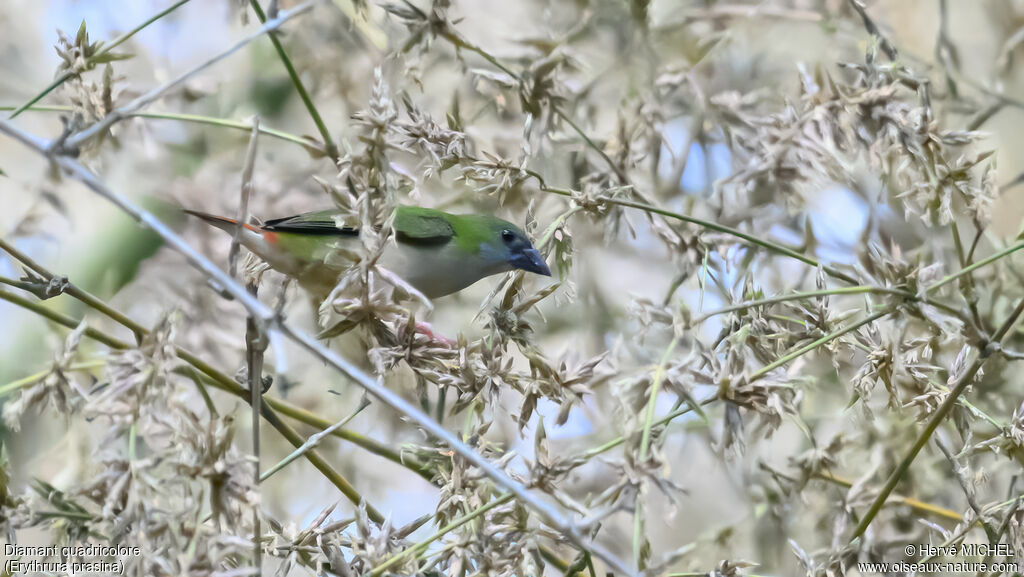 Pin-tailed Parrotfinch