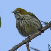 Yellow-vented Flowerpecker