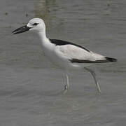 Crab-plover