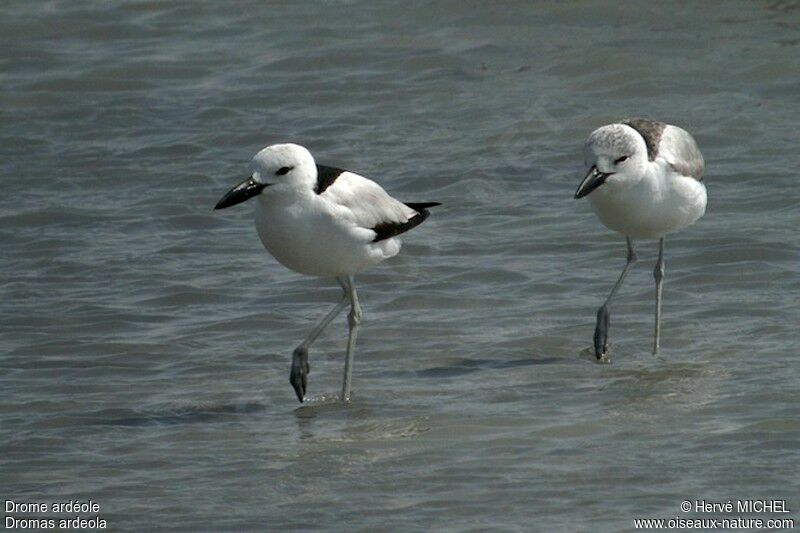 Crab-plover, identification, Behaviour