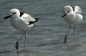 Crab-plover