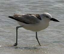 Crab-plover