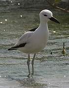 Crab-plover