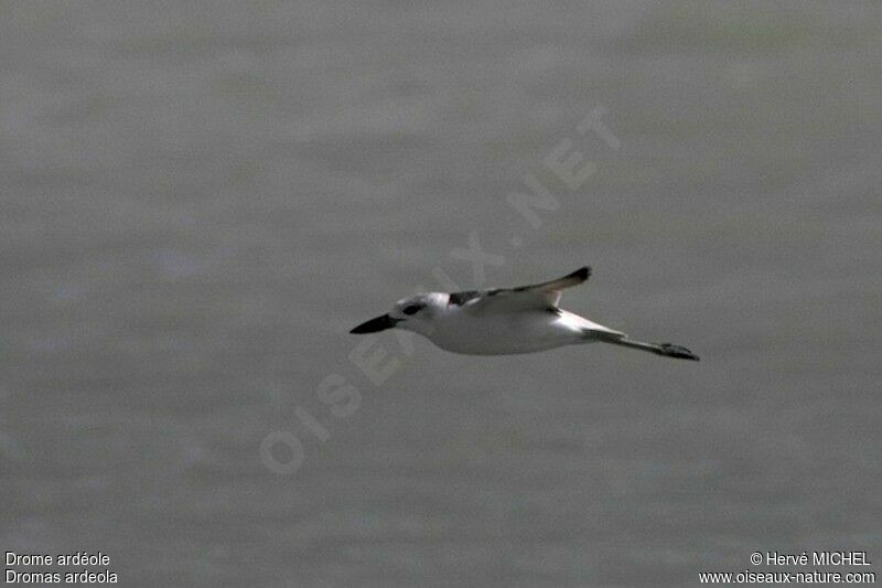 Crab-ploveradult, Flight