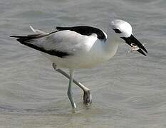 Crab-plover