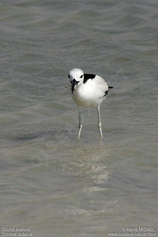 Crab-ploveradult, feeding habits