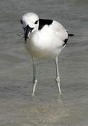 Crab-plover