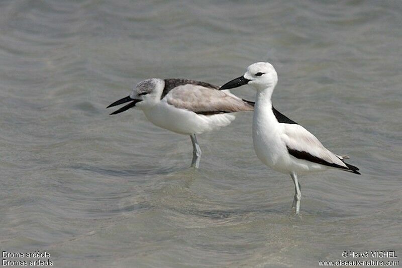 Crab-plover, Behaviour