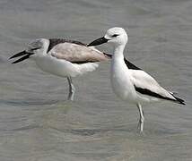 Crab-plover