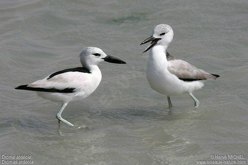 Crab-plover, Behaviour