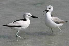 Crab-plover