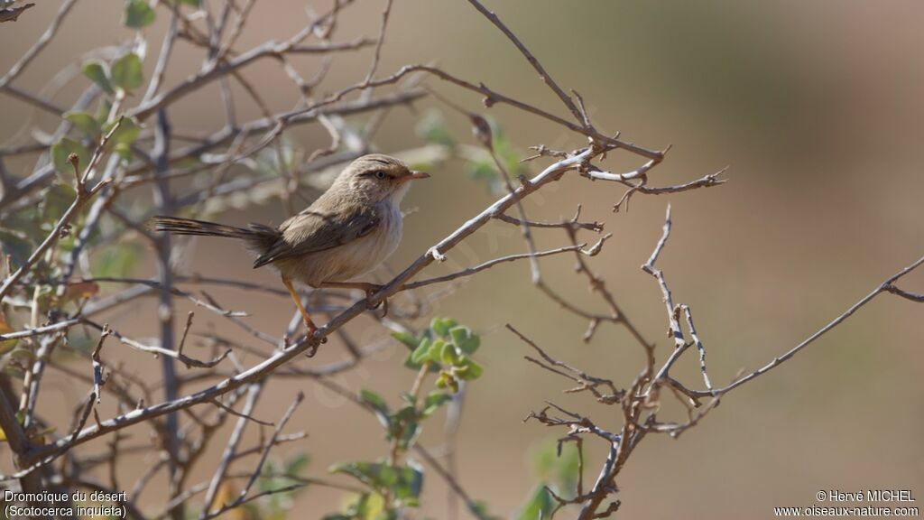 Streaked Scrub Warbleradult