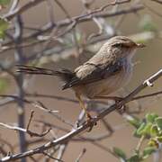 Streaked Scrub Warbler