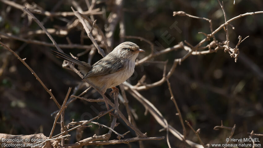 Streaked Scrub Warbleradult