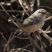 Streaked Scrub Warbler